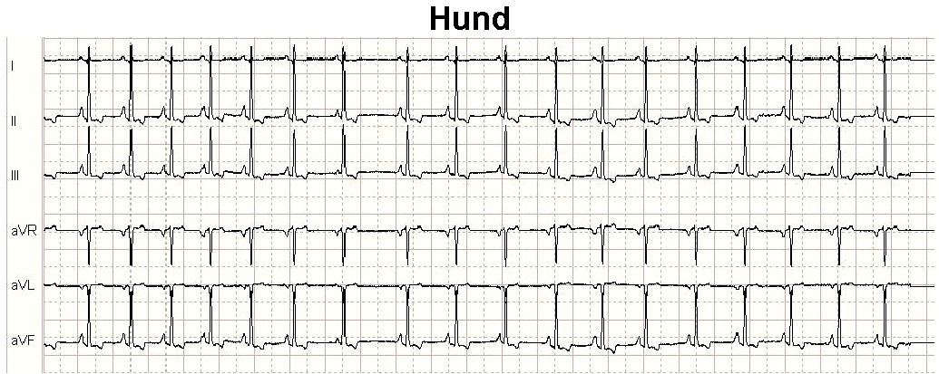 Ein gemäß der drei EKG-Ableitungsmethoden von Einthoven (I, II, III) sowie von Goldberger (aVR, aVL, aVF) gemessenes EKG-Signal bei einem männlichen Hund.